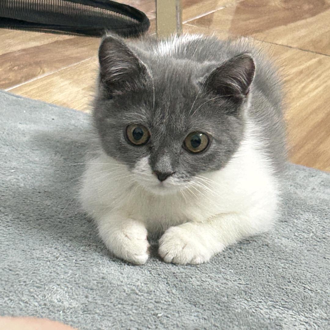不吃辣