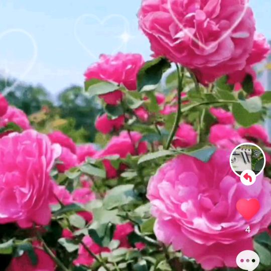 诺伊森