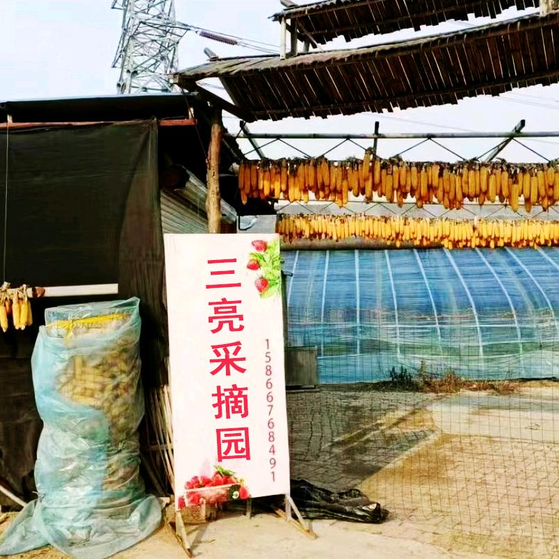 济南市历城区三亮草莓采摘园（个体工商户）