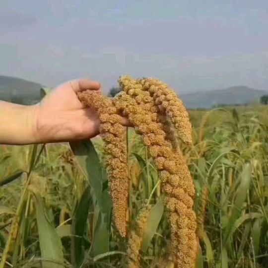 佳县土特产