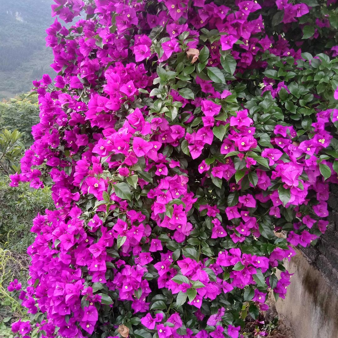 追求梦想
