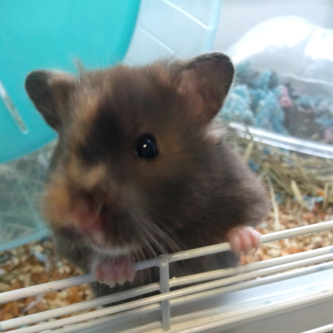 伊伊超爱熊