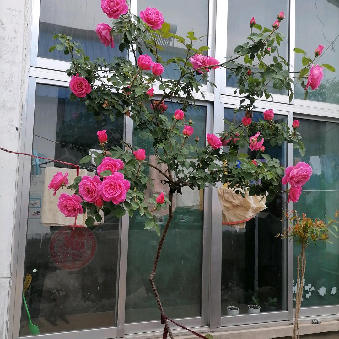 老张头的农村生活