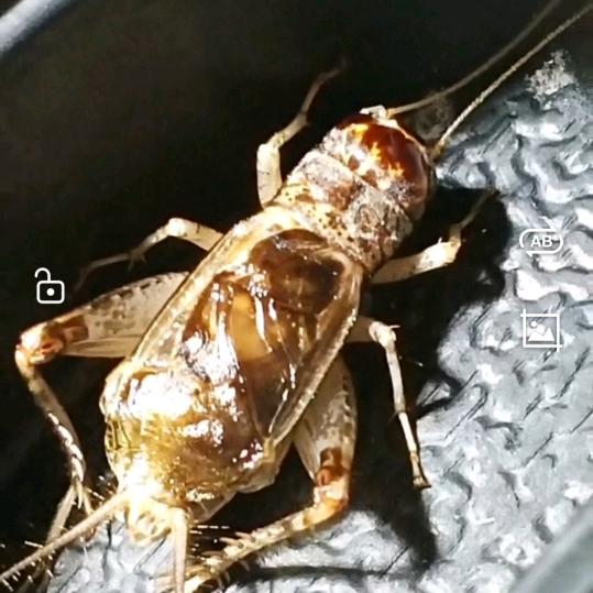 秋天的风云