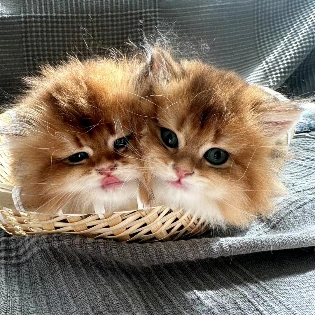 猪猪姐的喵