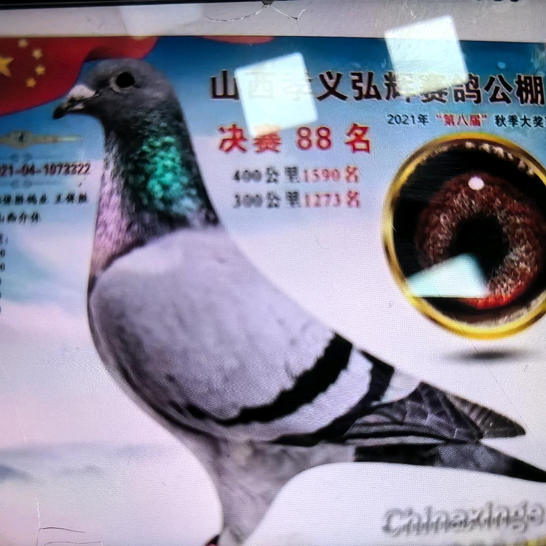 爱鸽人
