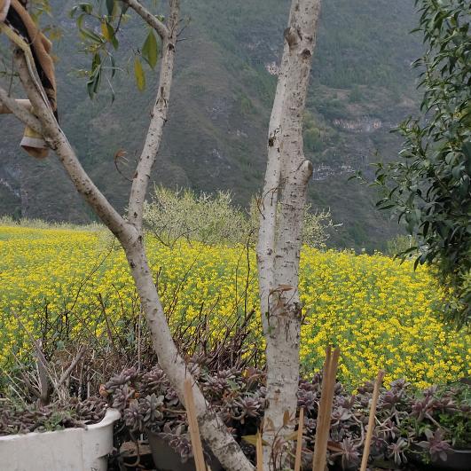 🍀全家一生平安🍀