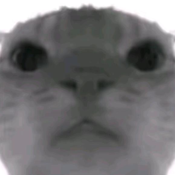 巧克力俩宝