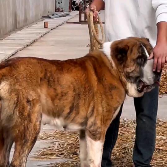 中亚牧羊犬祥子