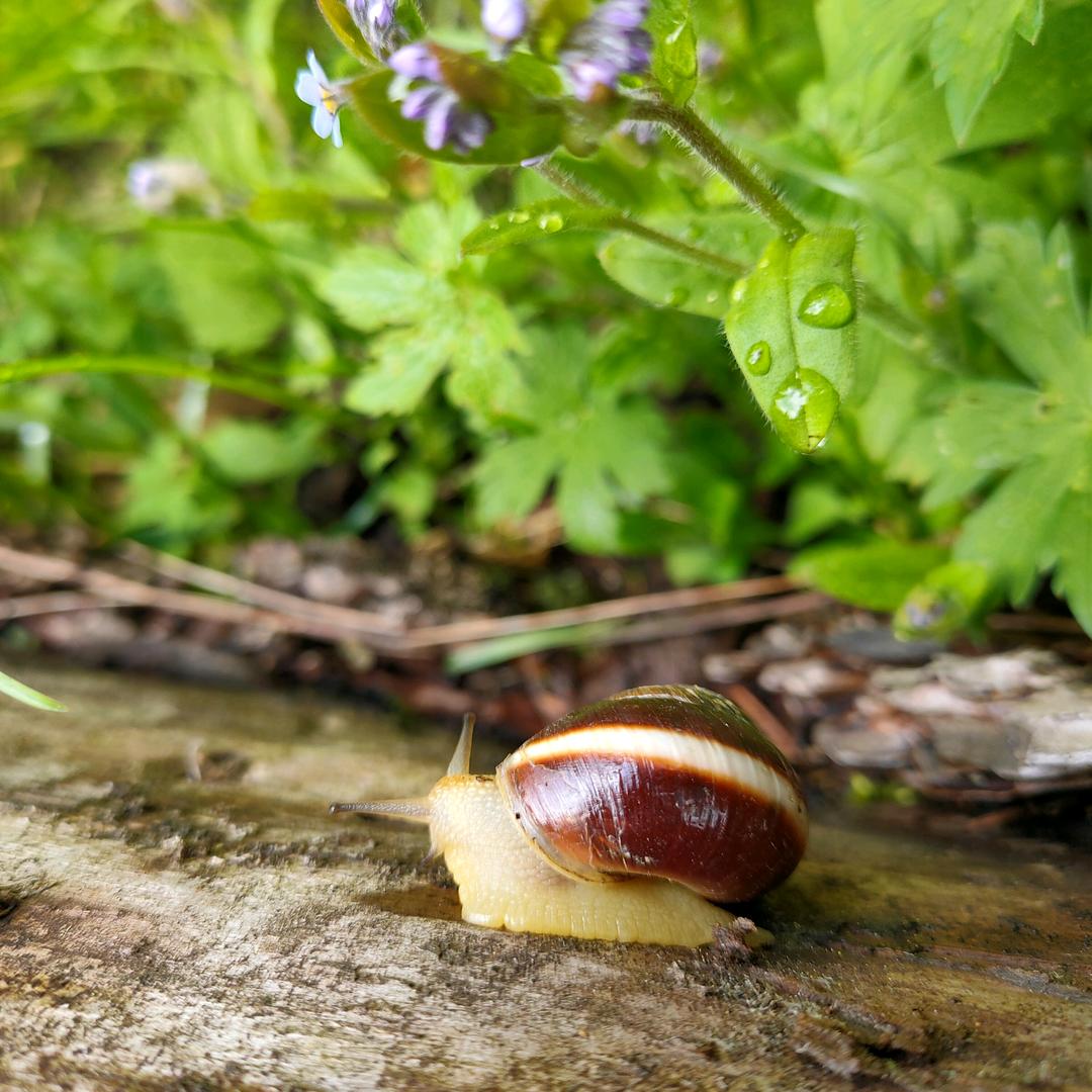 骑着乌龟逛世界