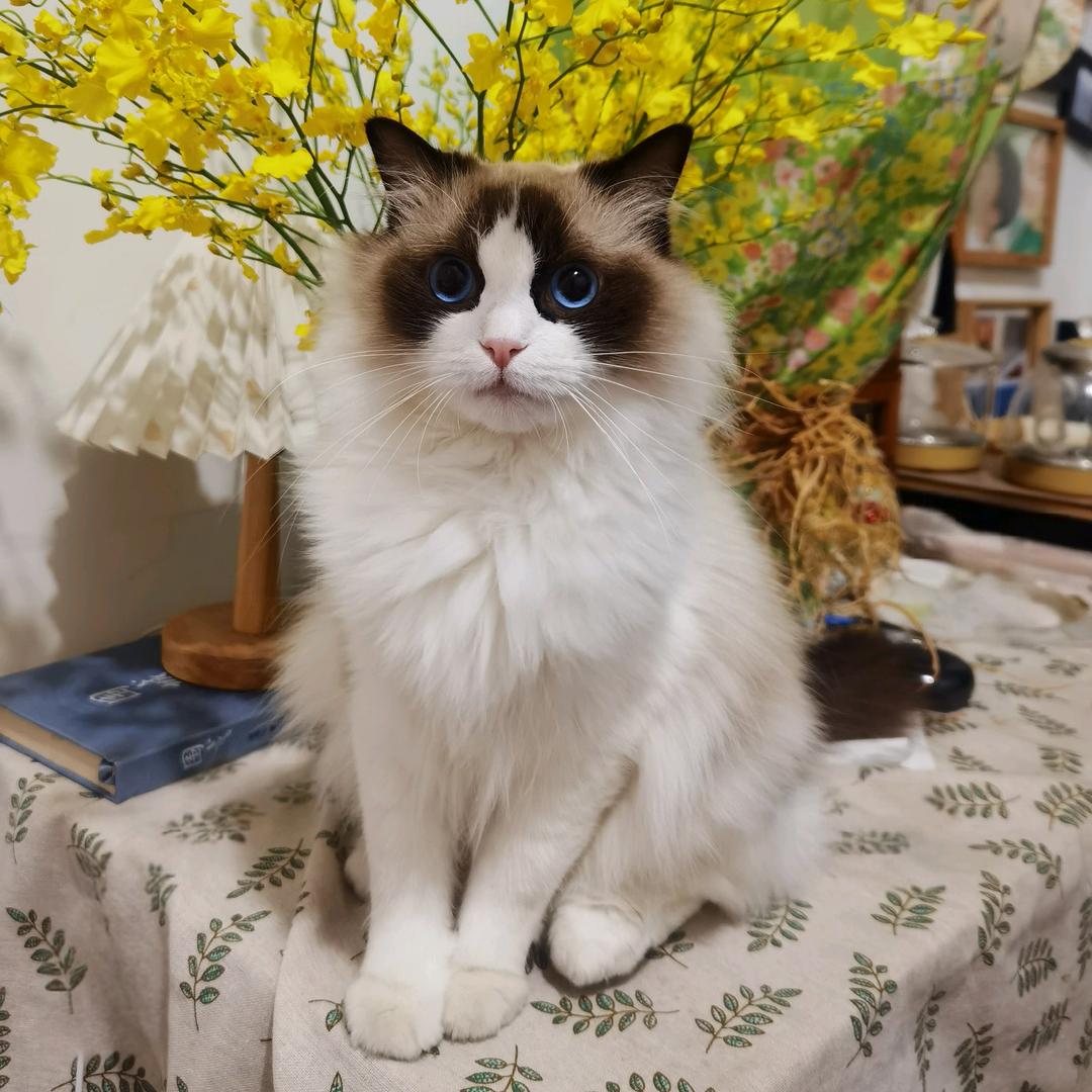 财神爷的心尖宠💖