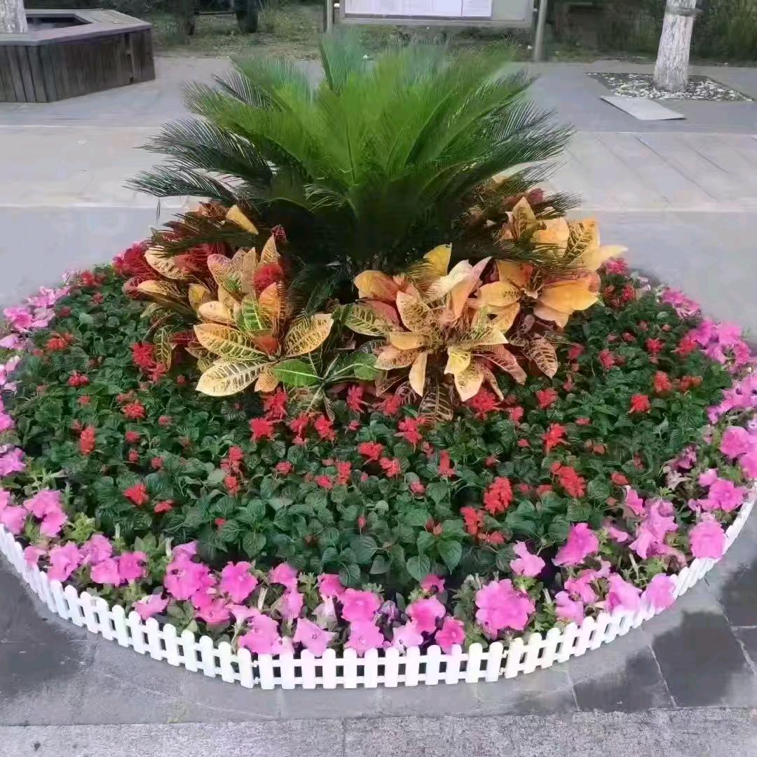 济阳小花农，花鸟鱼虫市场