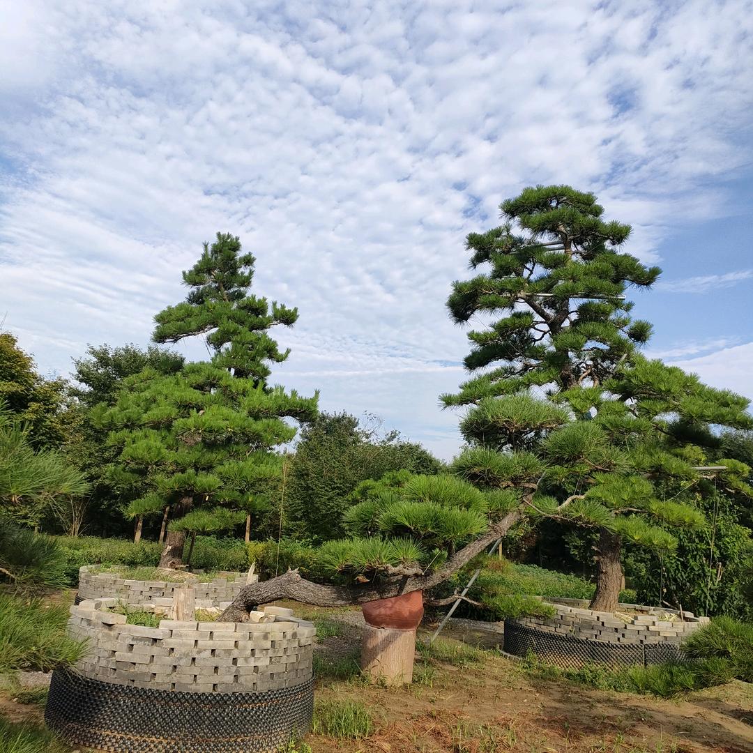 鄢陵高航园林公司