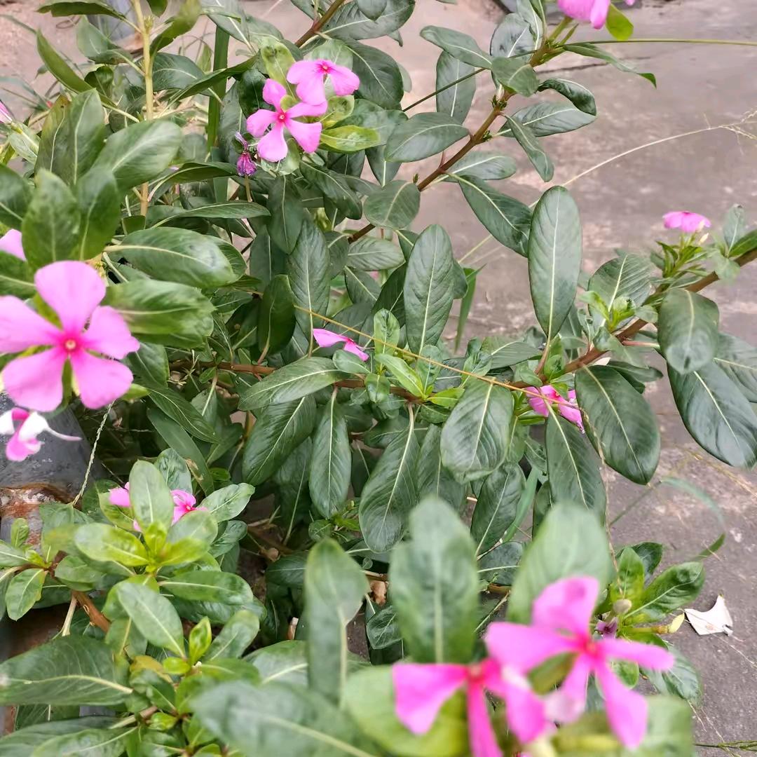 安安静静的生活