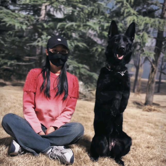 宠物训犬培训学校