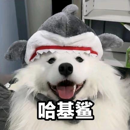 攀枝花学院哈基鲨学长