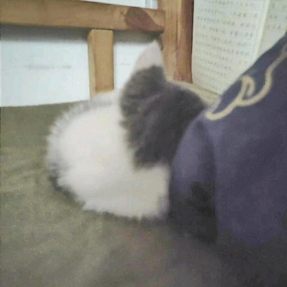 想长肉的小林