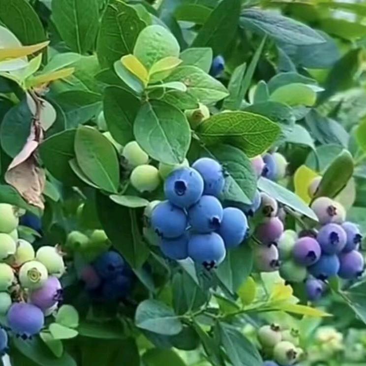 平安是福🌹🌹🌹