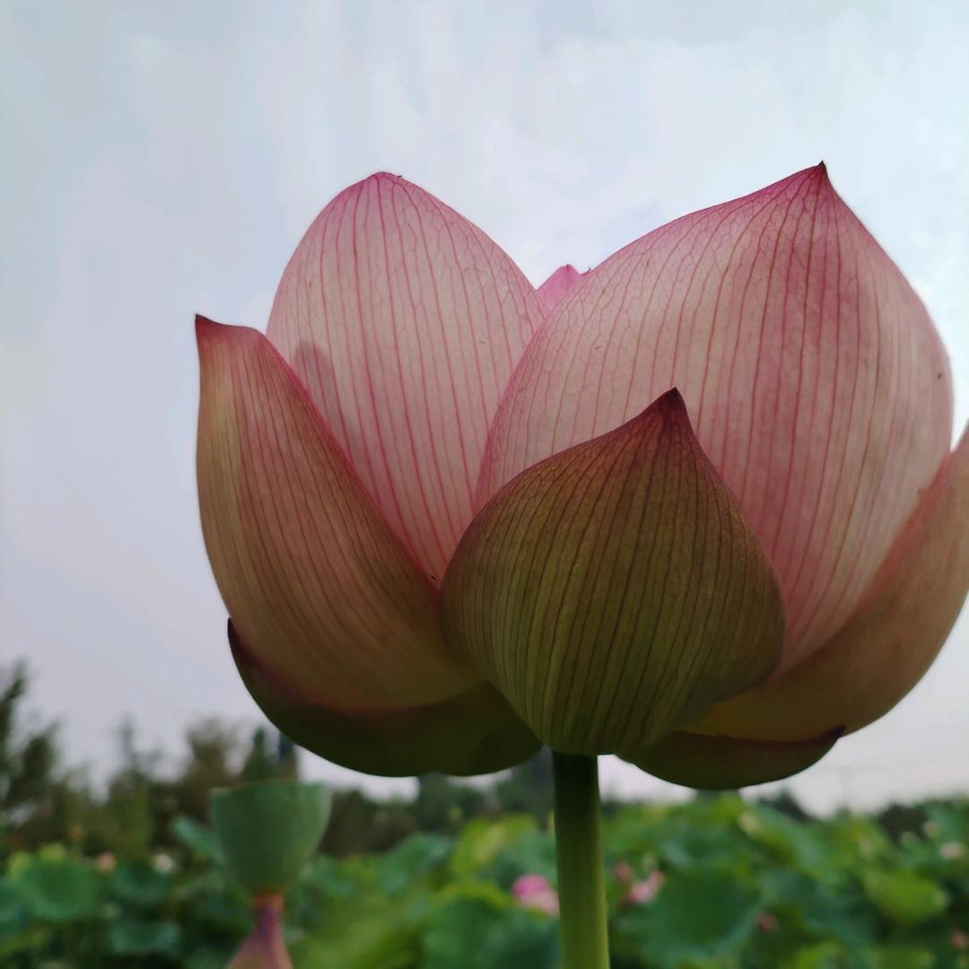 青山绿水，图文
