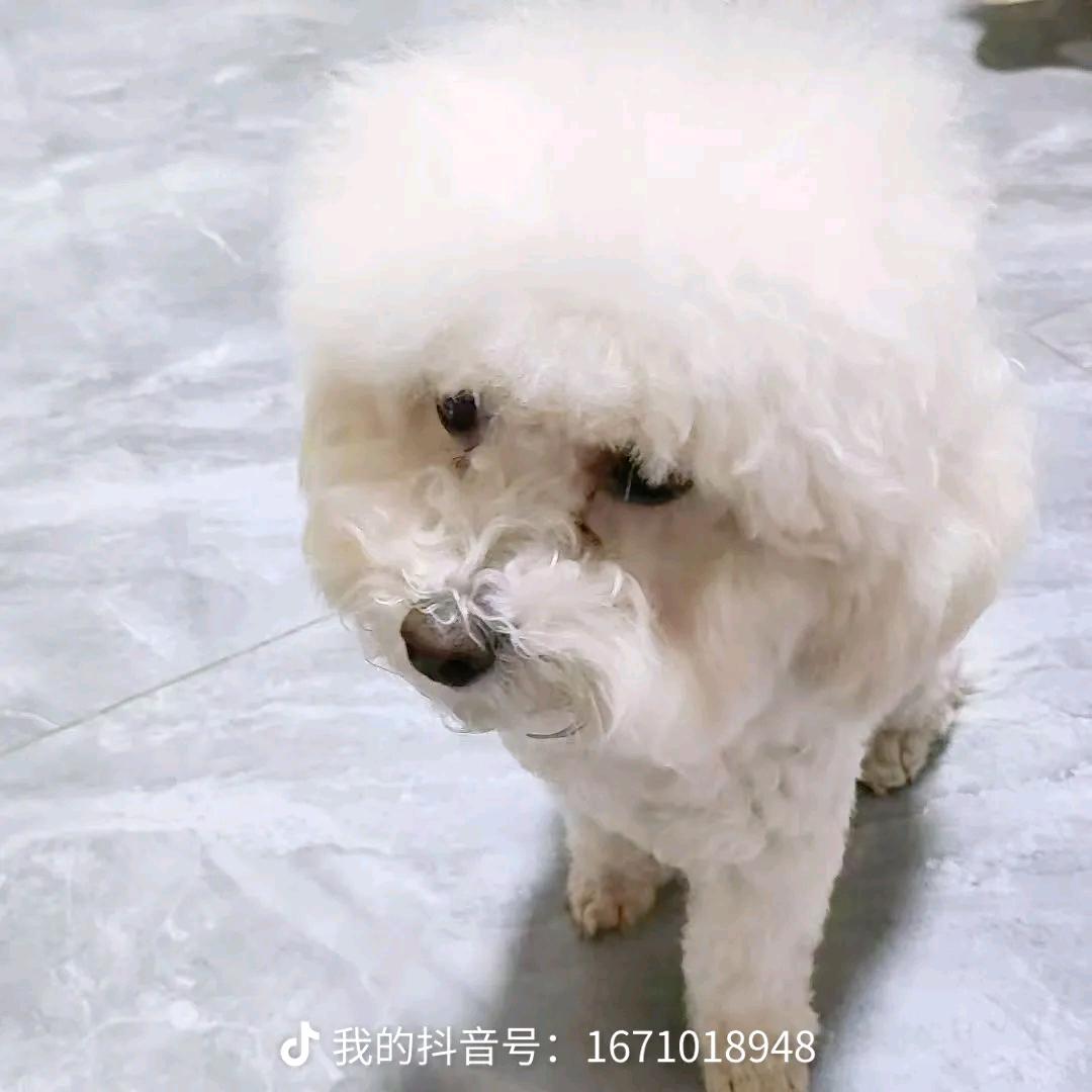 汤圆是只比熊吖