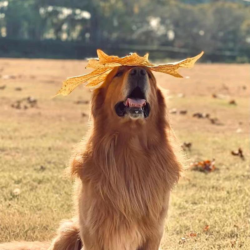 训犬师-啊财养狗分享🐕