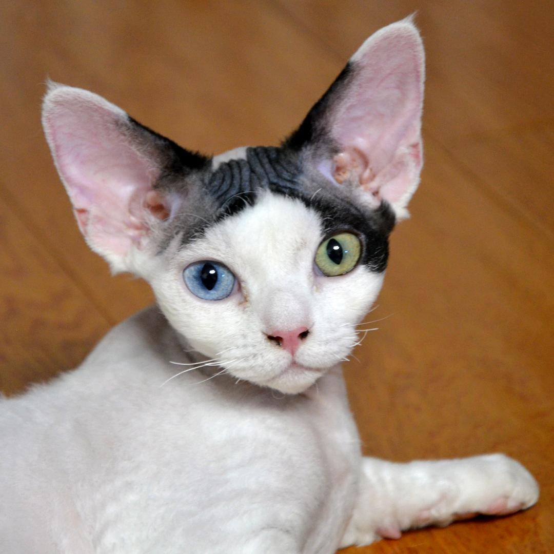 Bantu（小卷卷俱乐部）