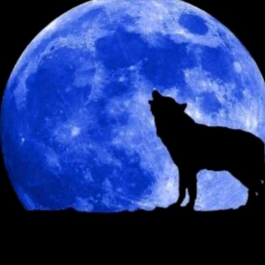 啸月天狼：天涯过客