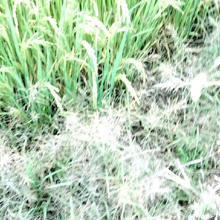 英