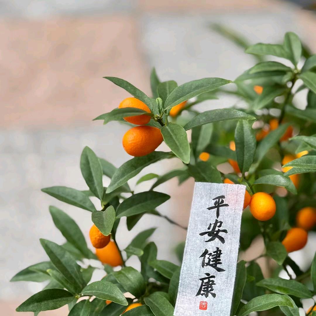 咕噜咕噜掌柜