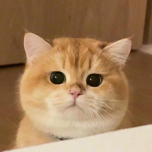 _(눈_눈」∠)_开口跪