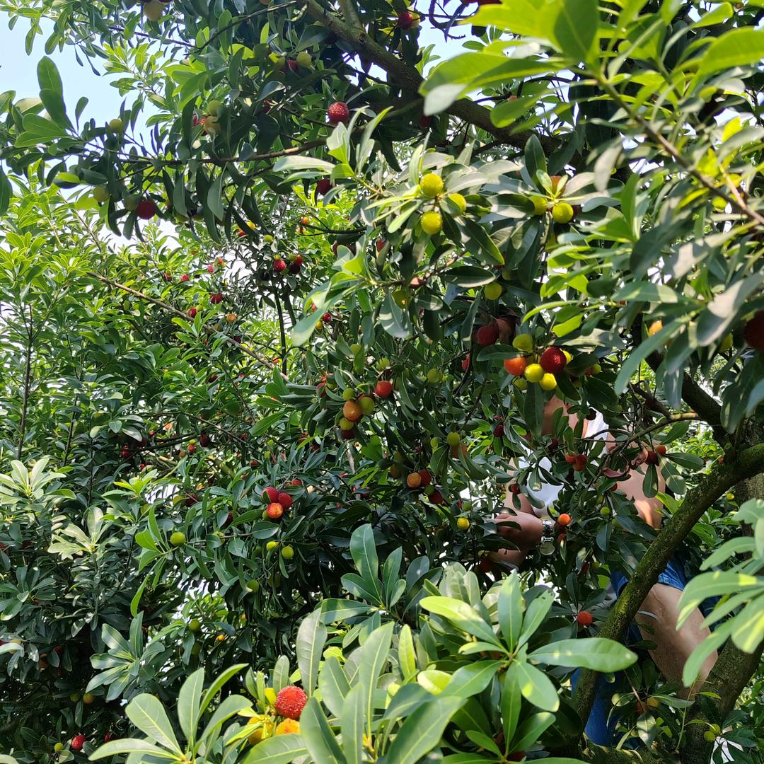 小菲启浩