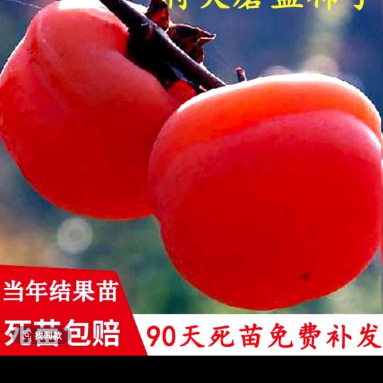 春🌸暖🌹花🌺开🌷