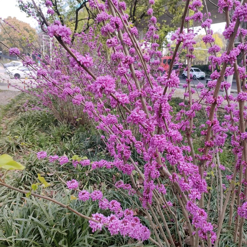 幸福🌸🌸🌹🌹