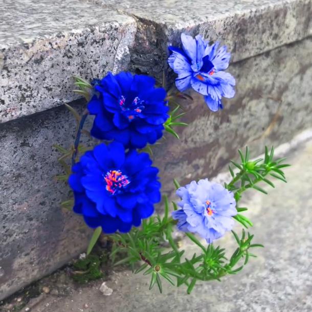孤芳自赏