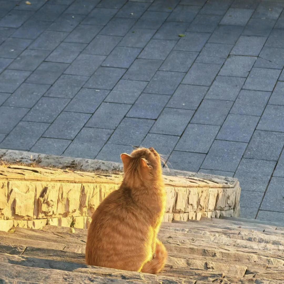 小小