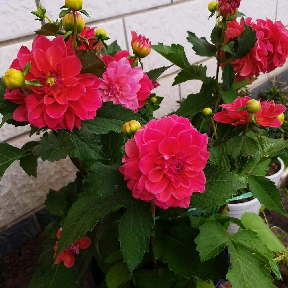 微微细雨（大妹）