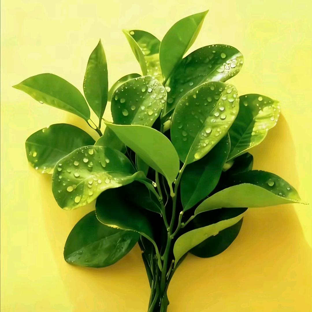 💖惜(^_^) 缘💞