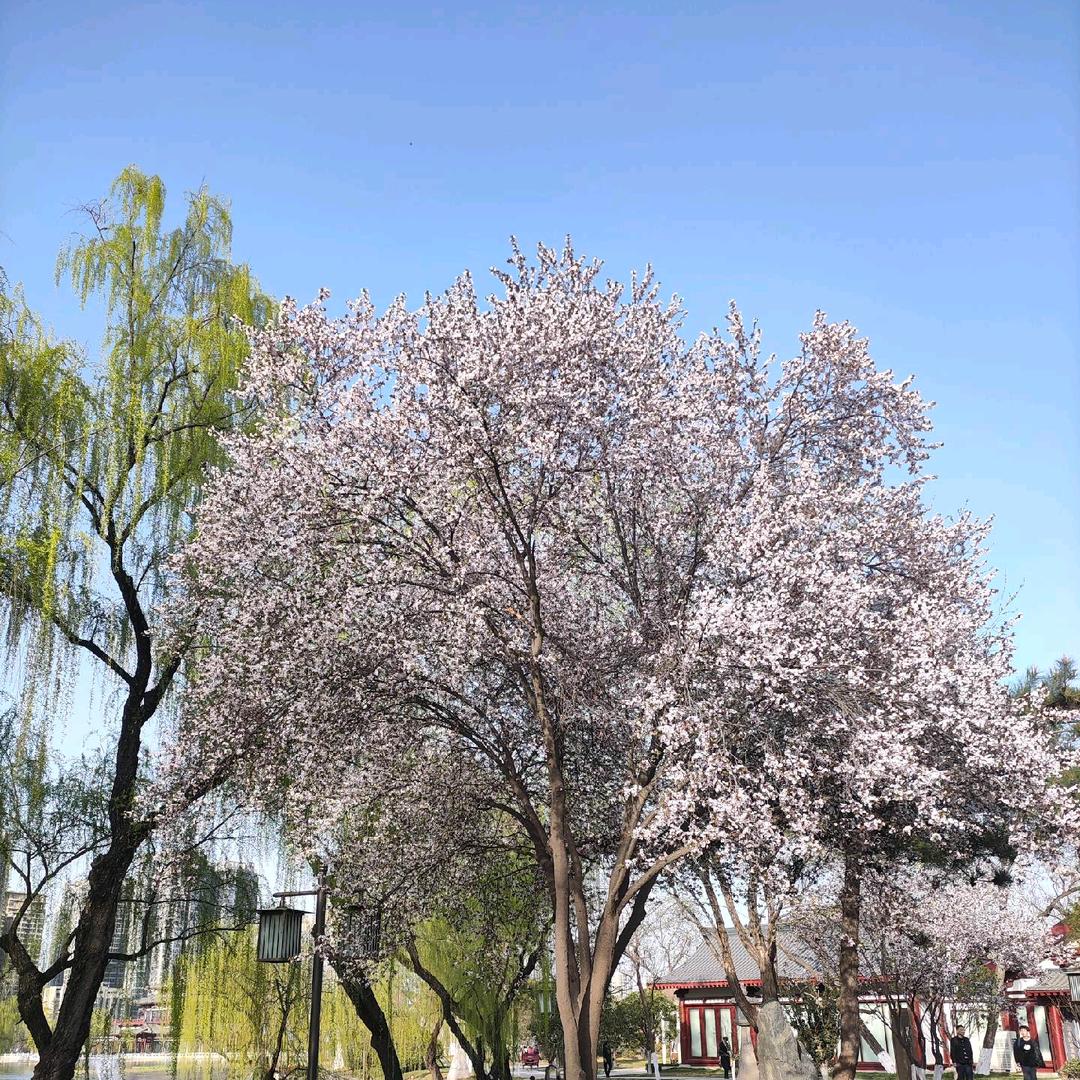 重振雄风