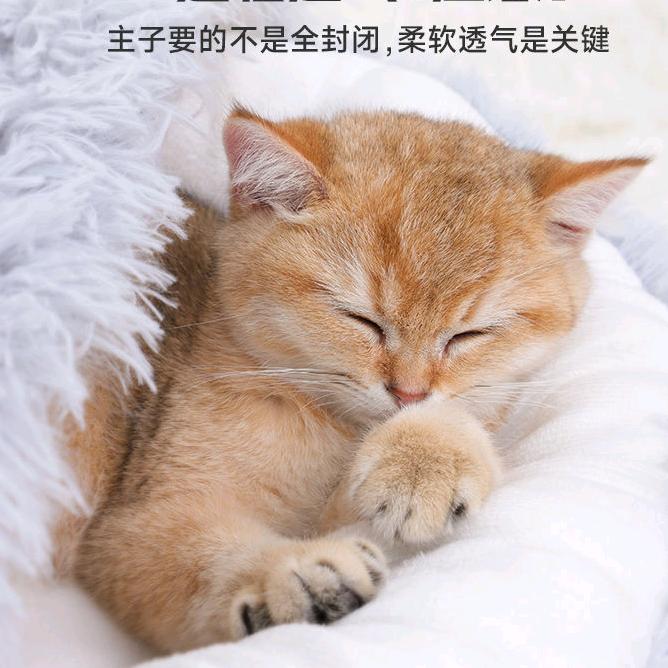 狸猫小王子宠物用品