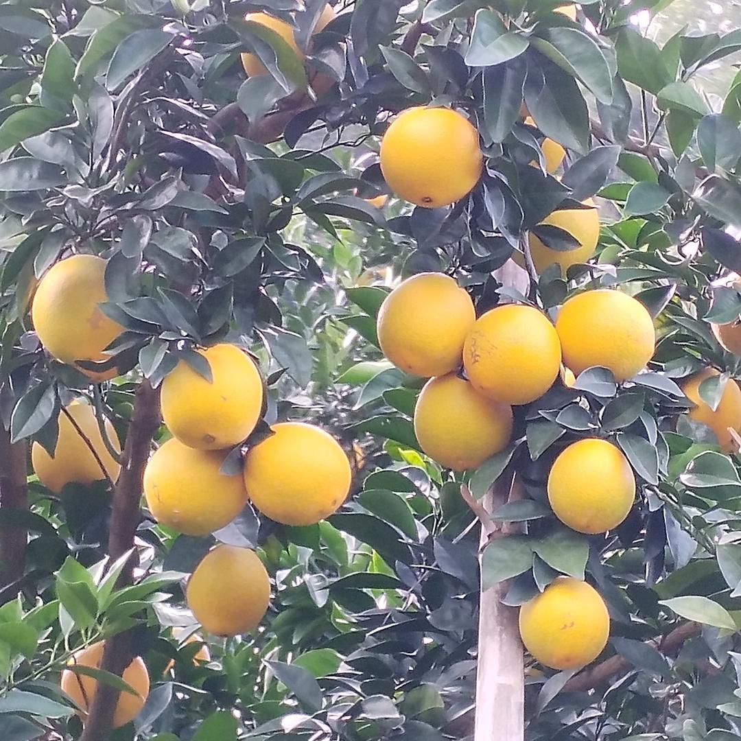 何生