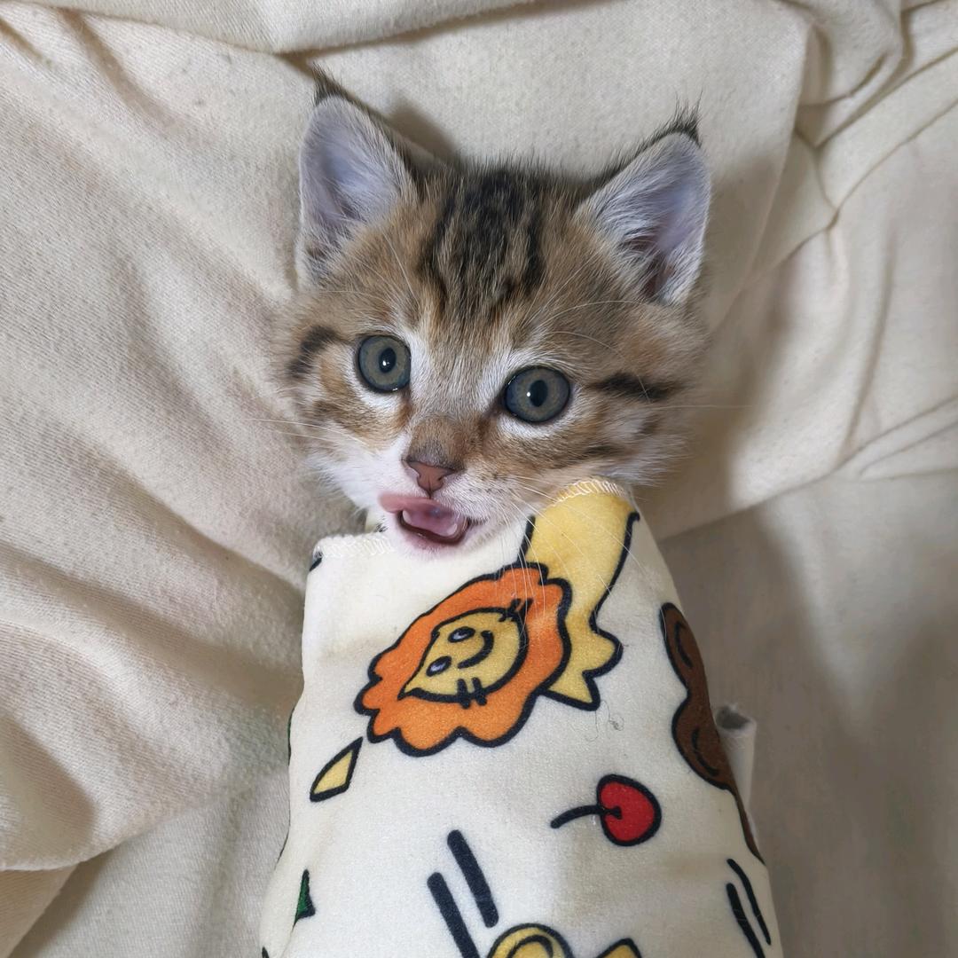 金条和金天