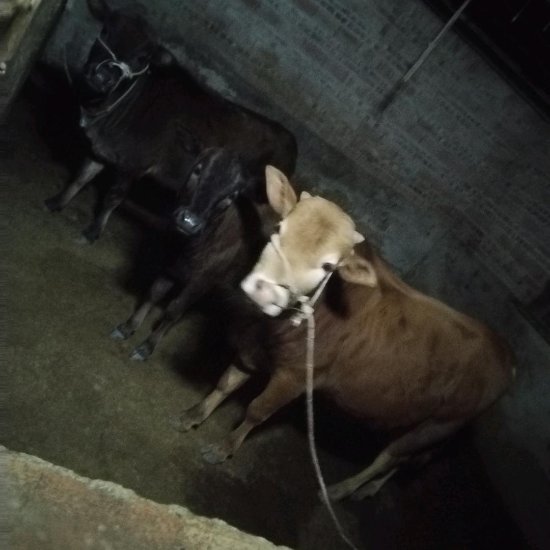 生态牛肉