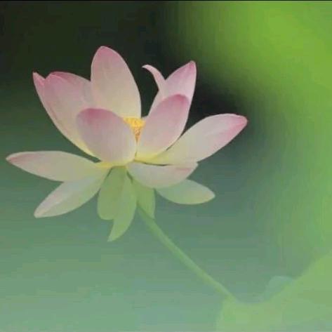 甲木姓名(小号)