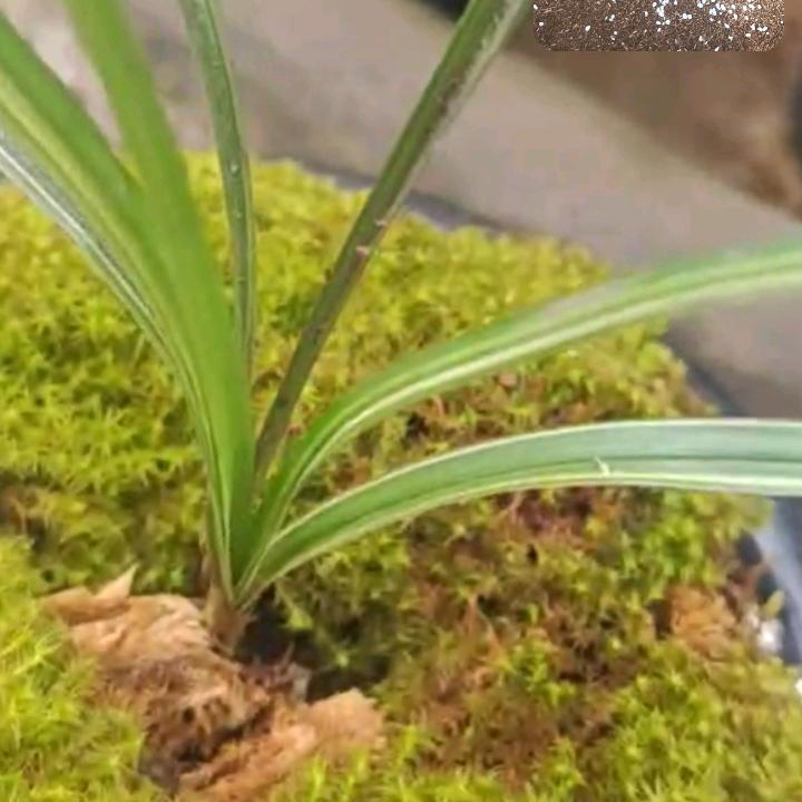 星哥兰花