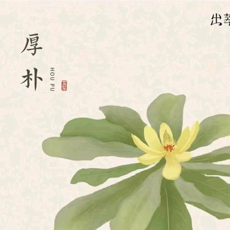 厚朴🌿