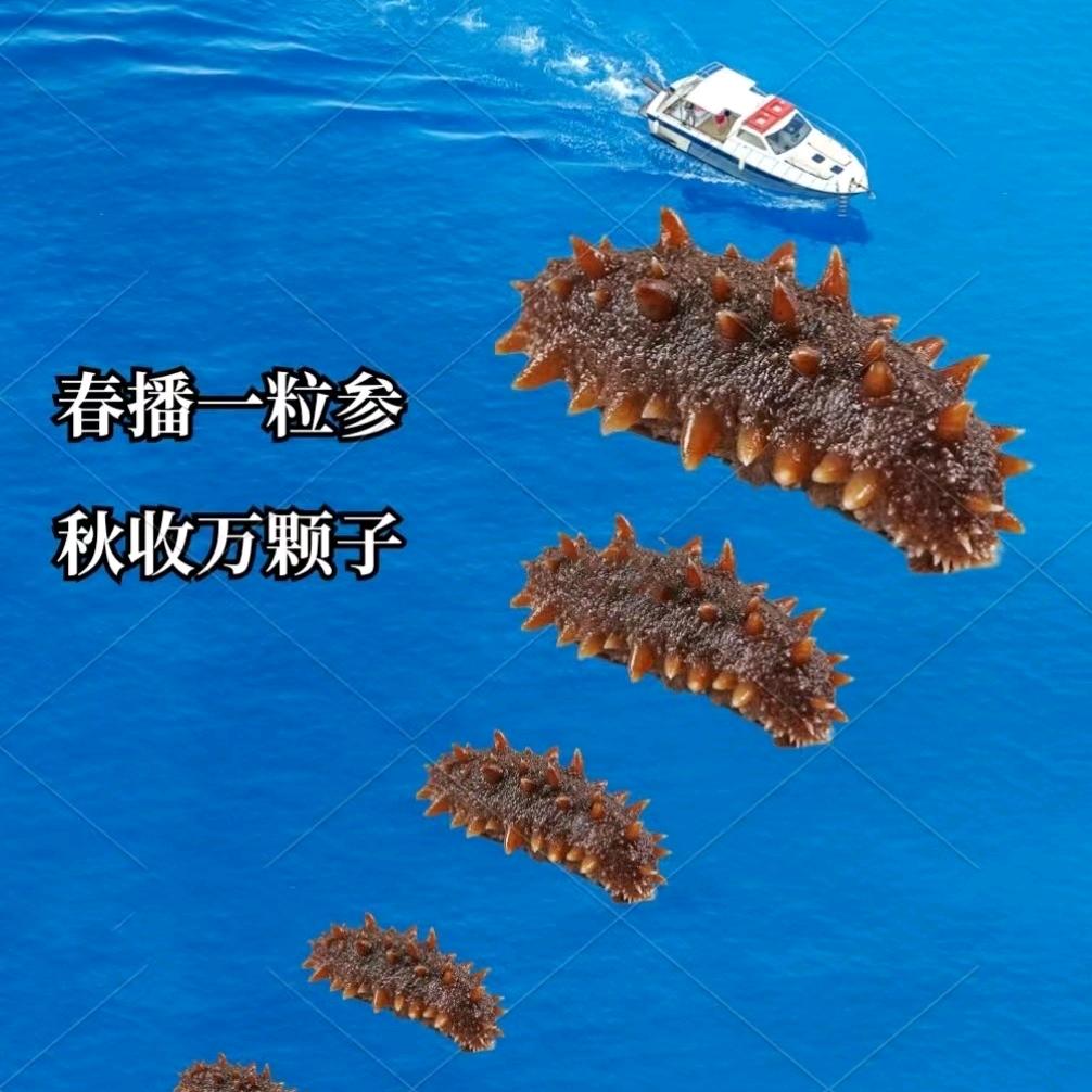 海参姐科普院