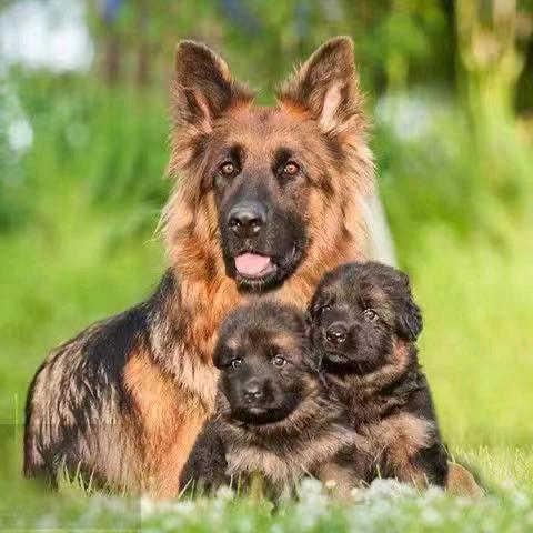 萌犬养殖李哥