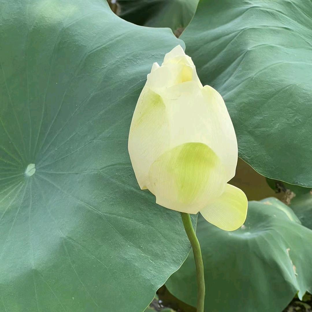 挚爱一生
