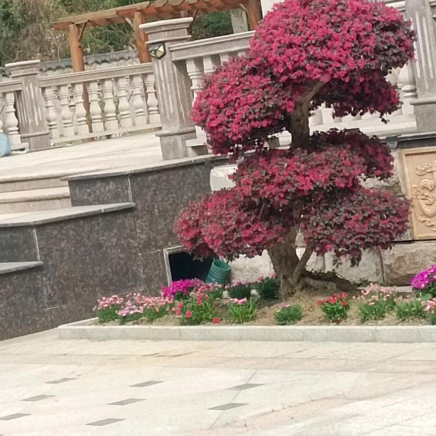 刘姐带你去看远处的风景