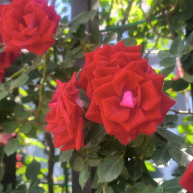 批发:石磨:香油:芝麻酱:李哥